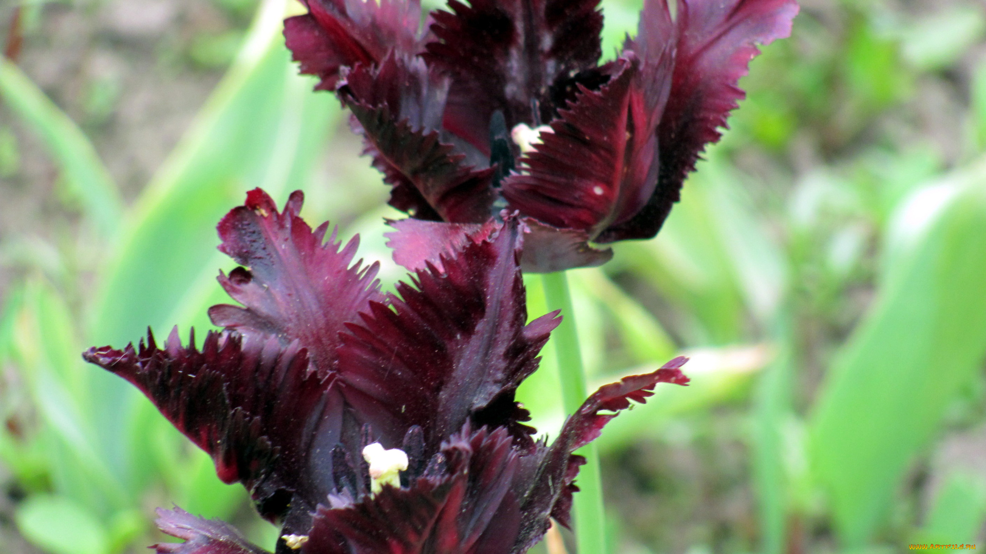 цветы, тюльпаны, махровые