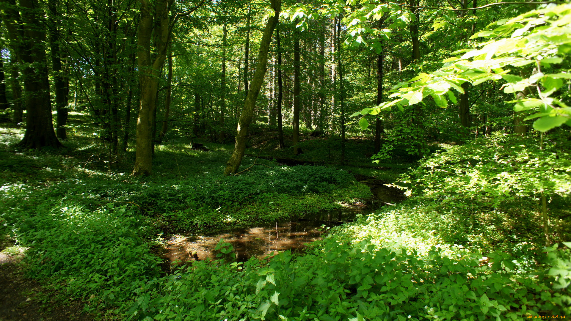 дания, обенро, природа, лес, syddanmark, дорожка