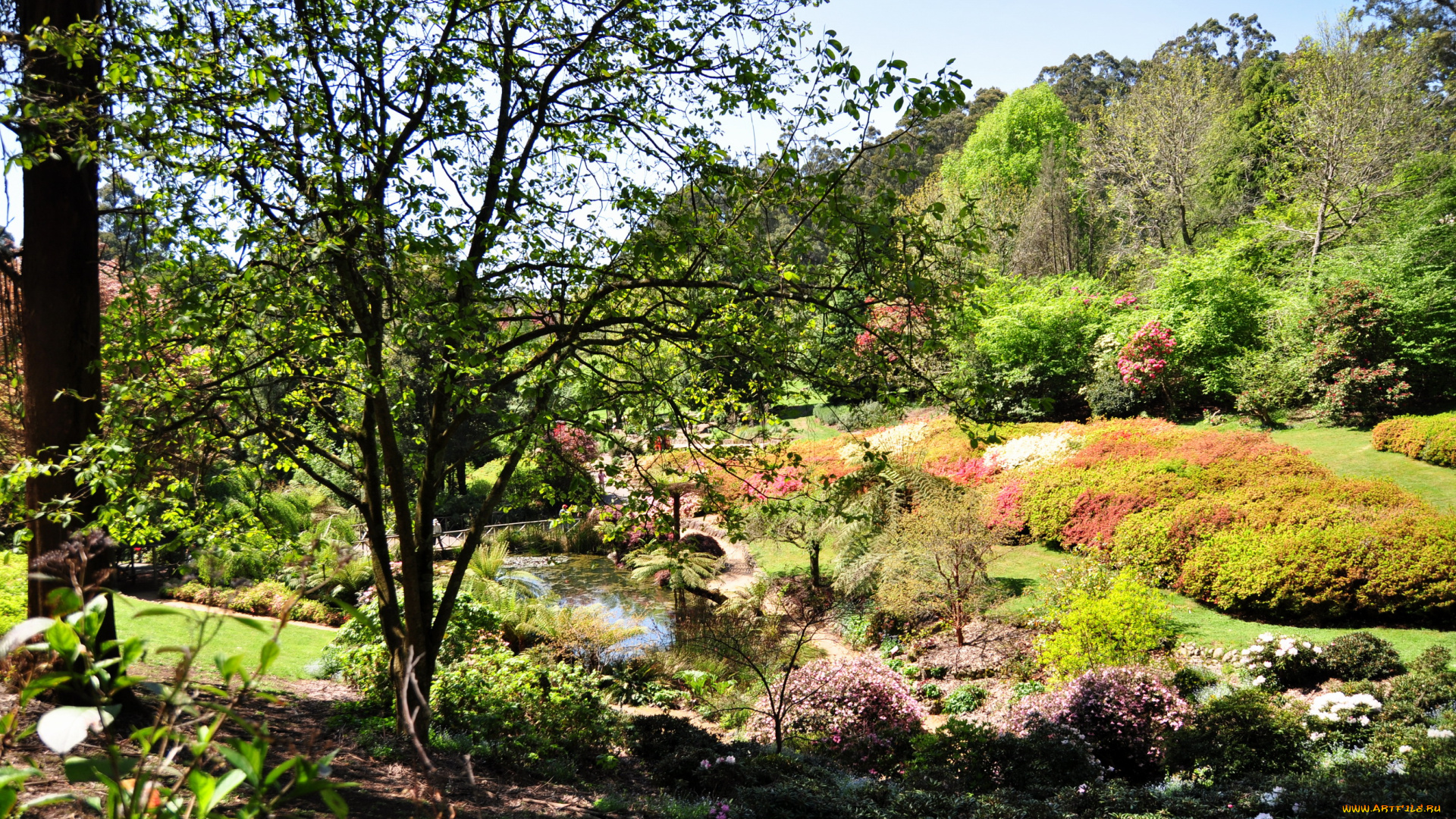 national, rhododendron, gardens, olinda, австралия, природа, парк