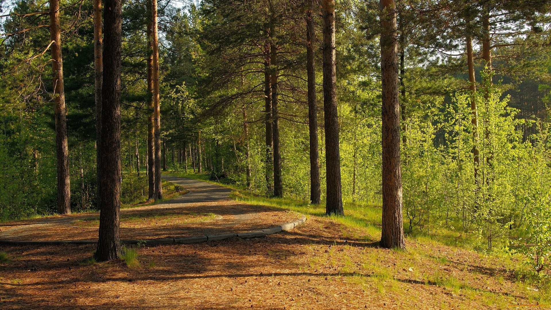 природа, лес, дорога, лето