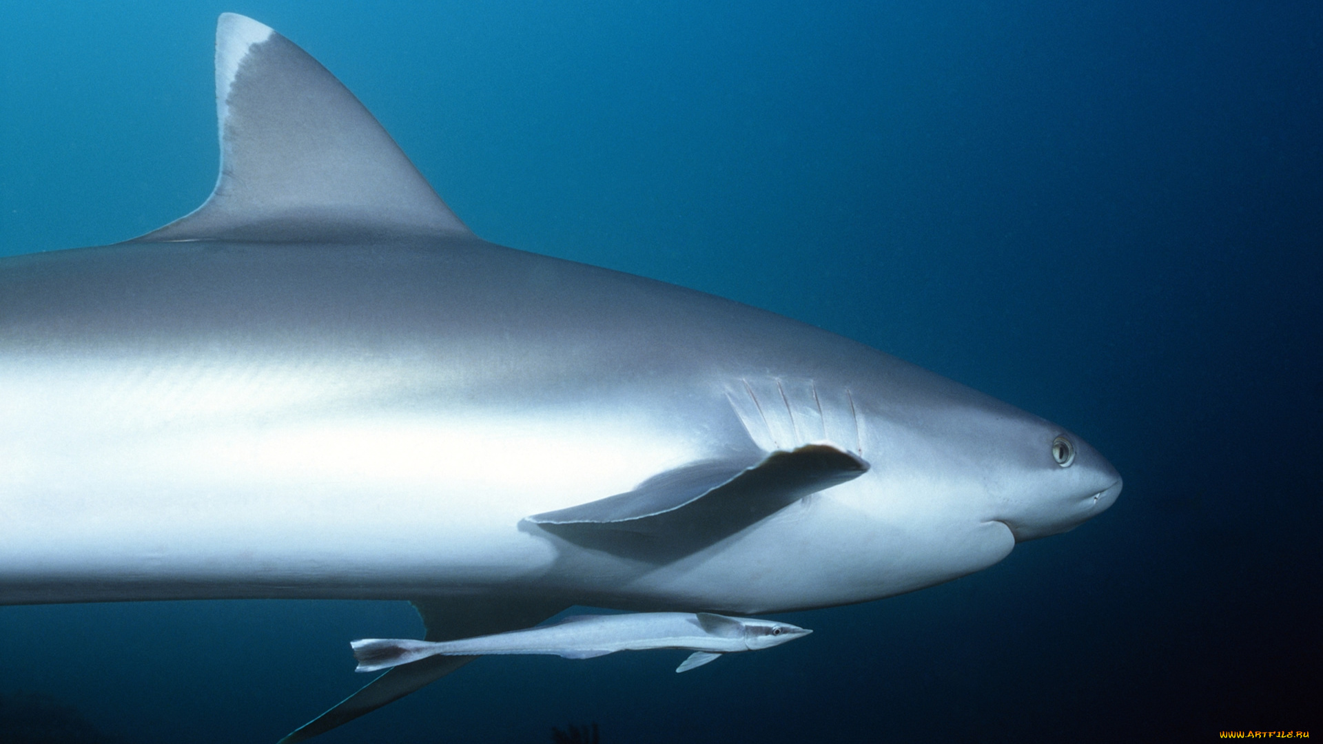 животные, акулы, акула, с, прилипаллой