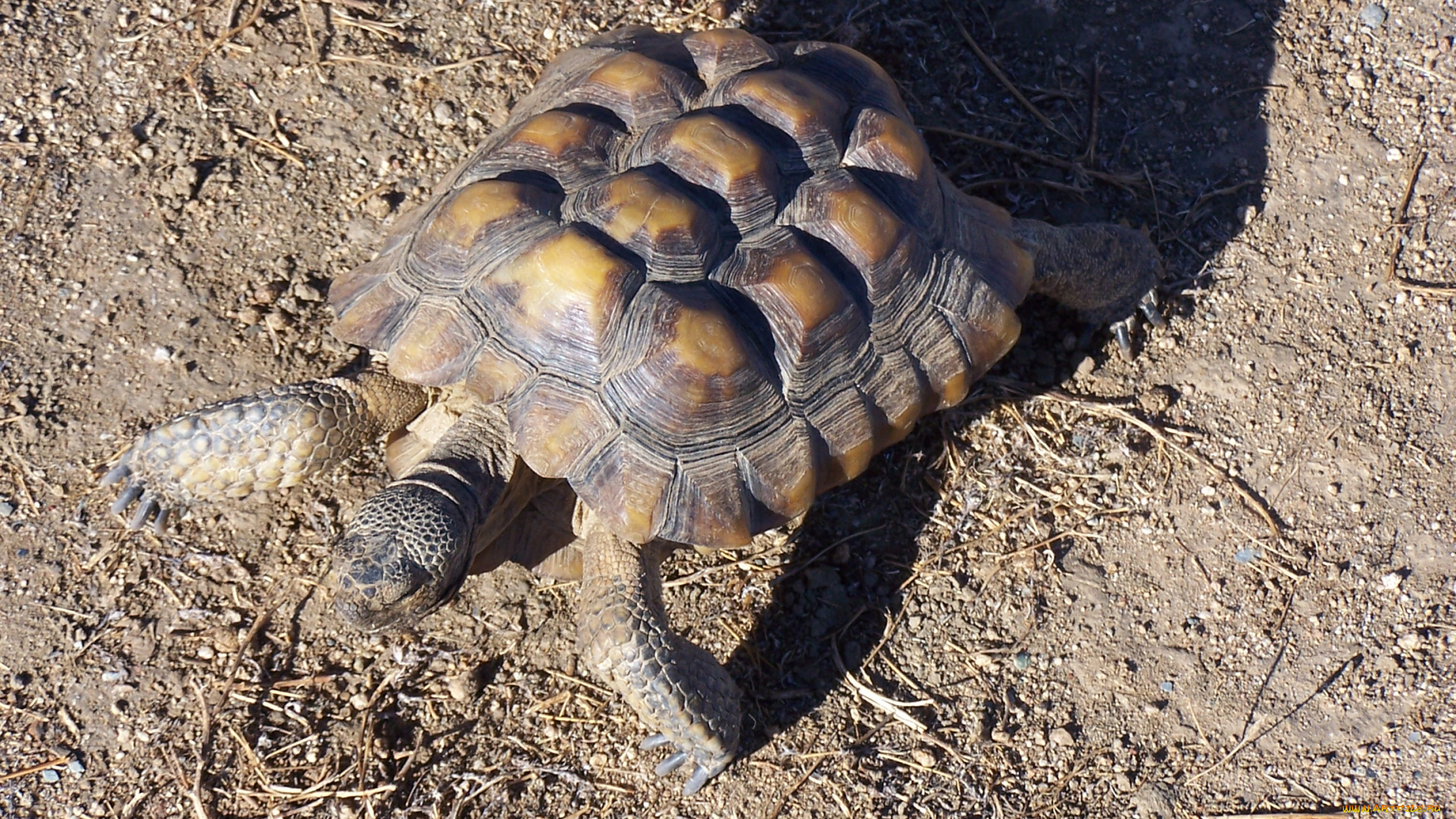 животные, Черепахи, земля, черепаха, панцирь