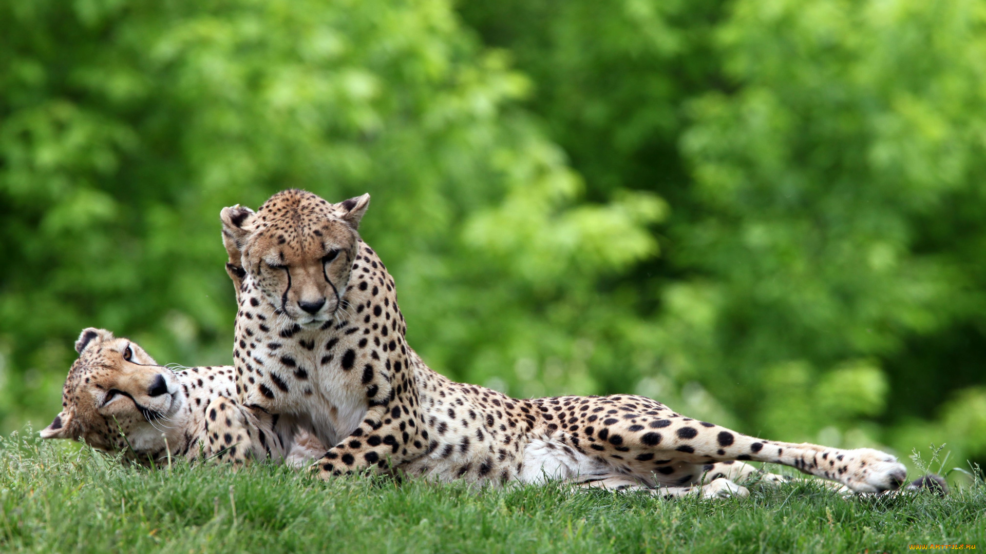 животные, гепарды, парочка