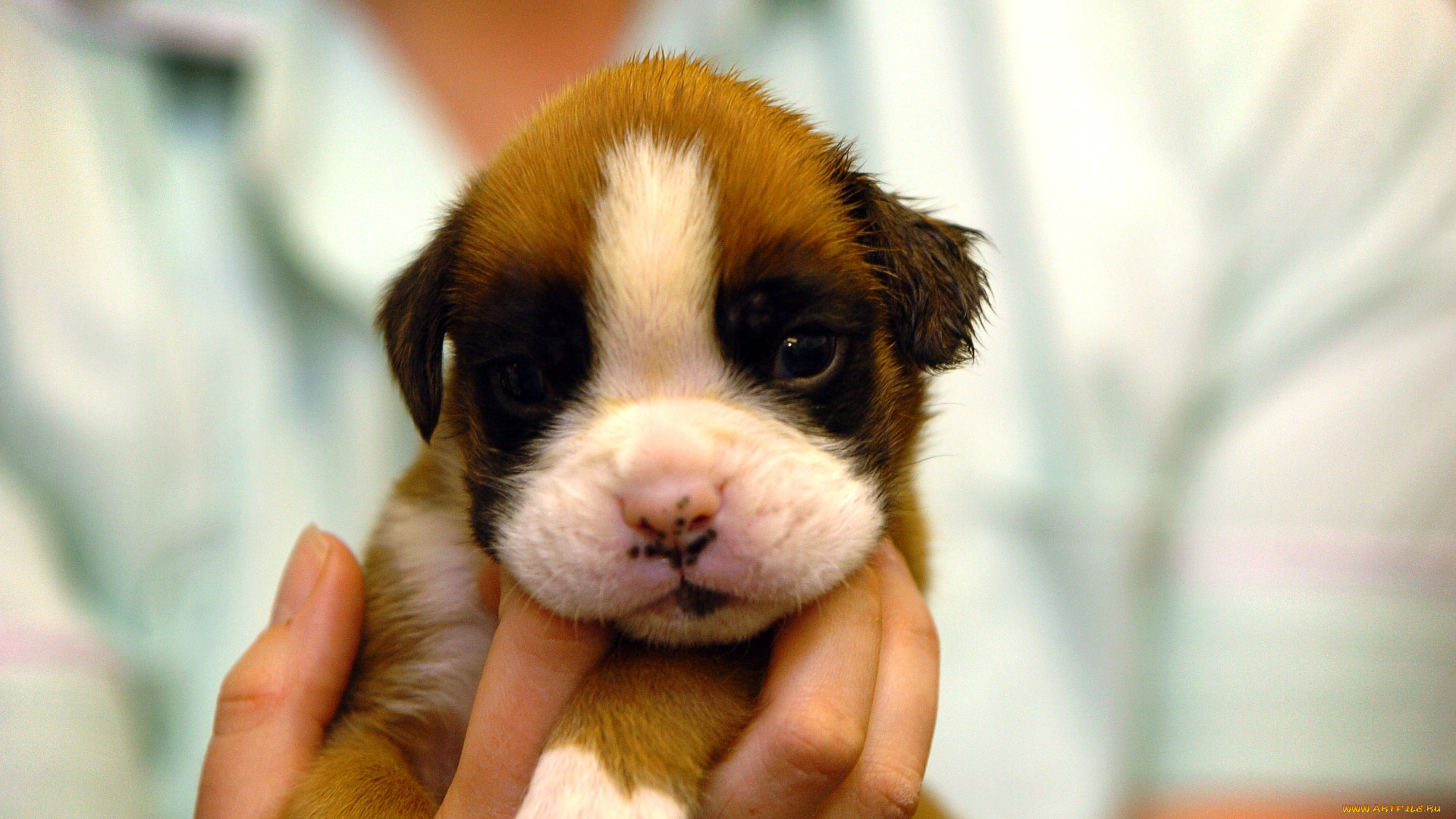 животные, собаки, щенок, малыш, на, руках