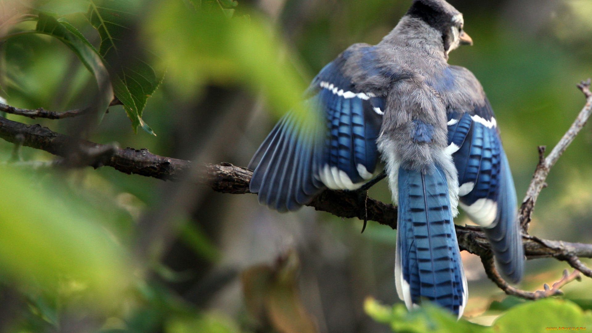 животные, сойки, голубая, сойка, blue, jay