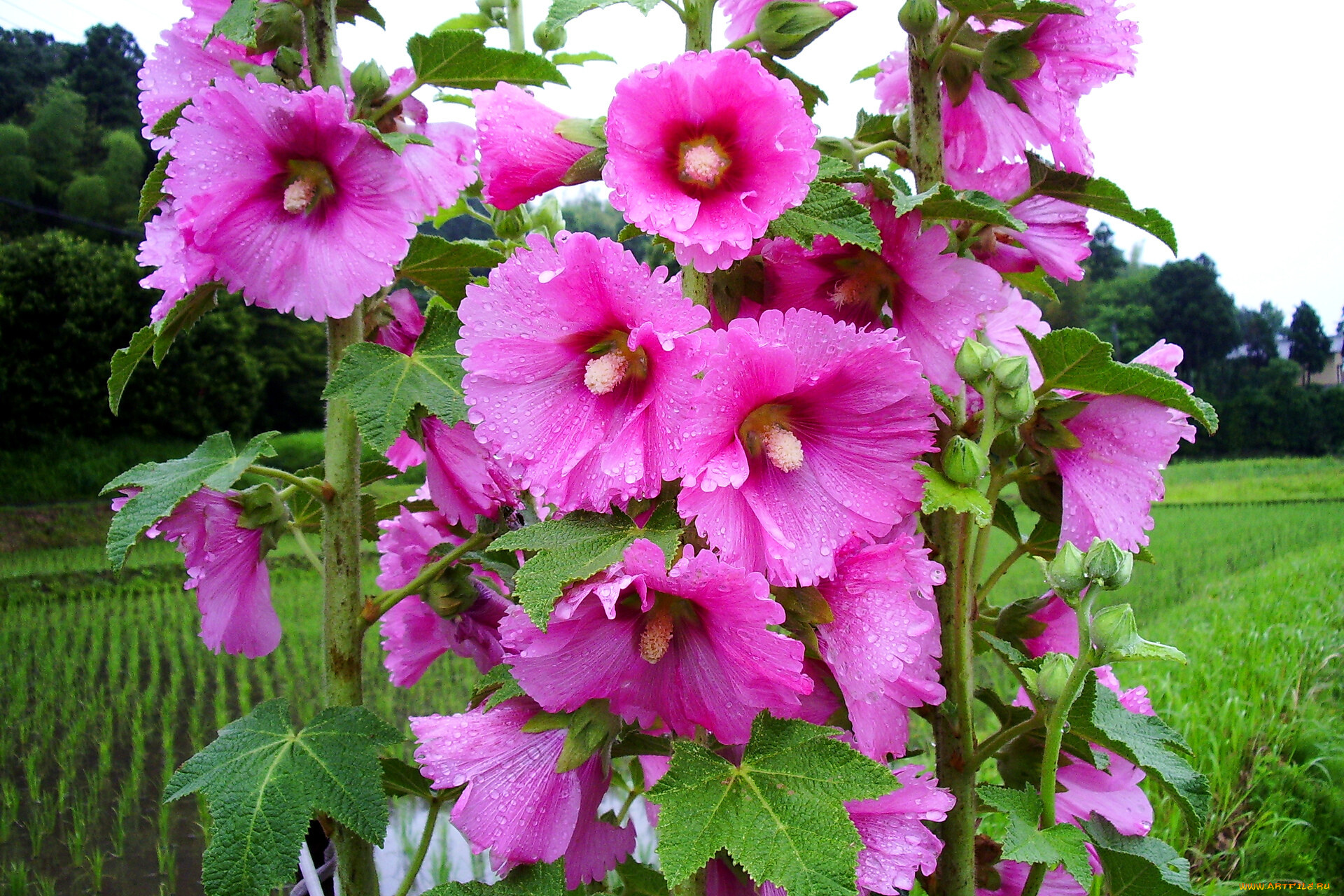 цветы, мальвы, розовые