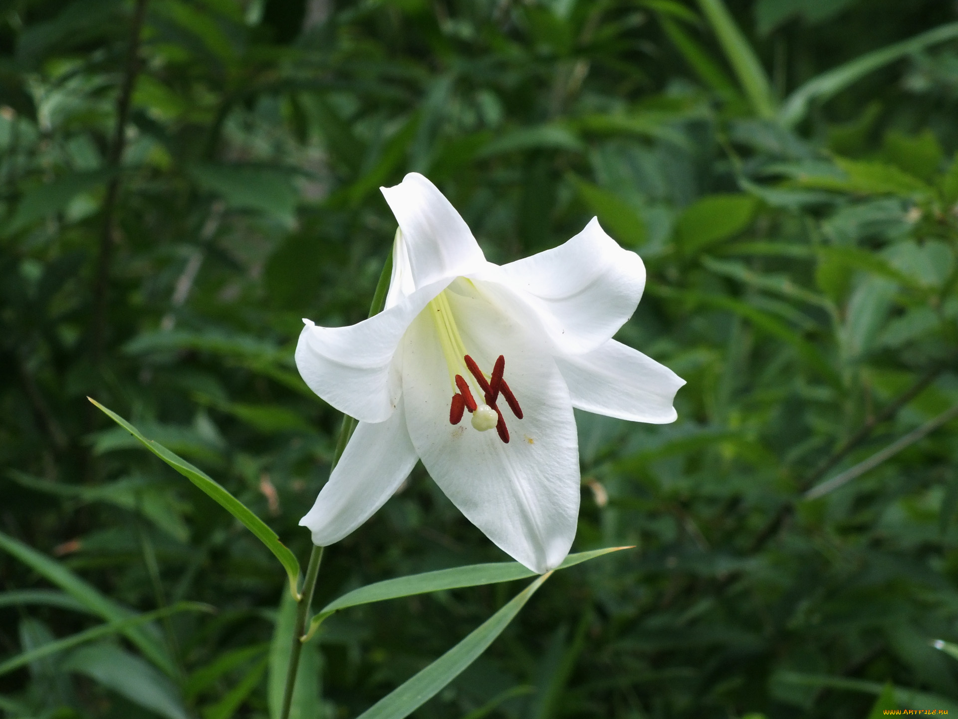 цветы, лилии, лилейники, лилия