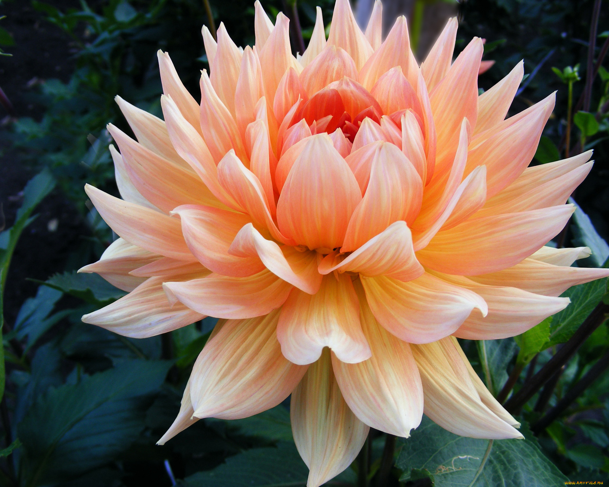 цветы, георгины, лепестки