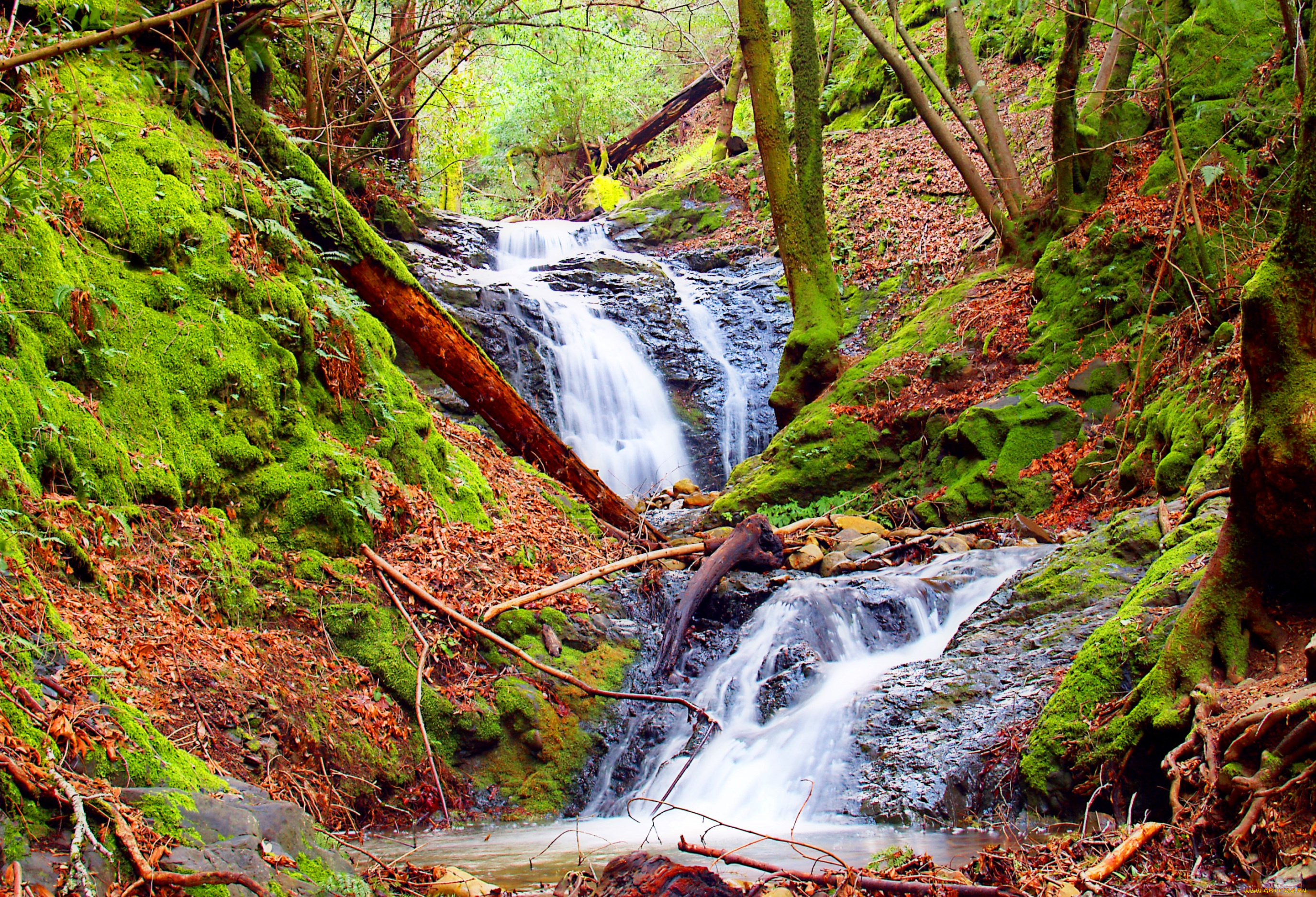 природа, реки, озера, деревья, вода, поток, мох