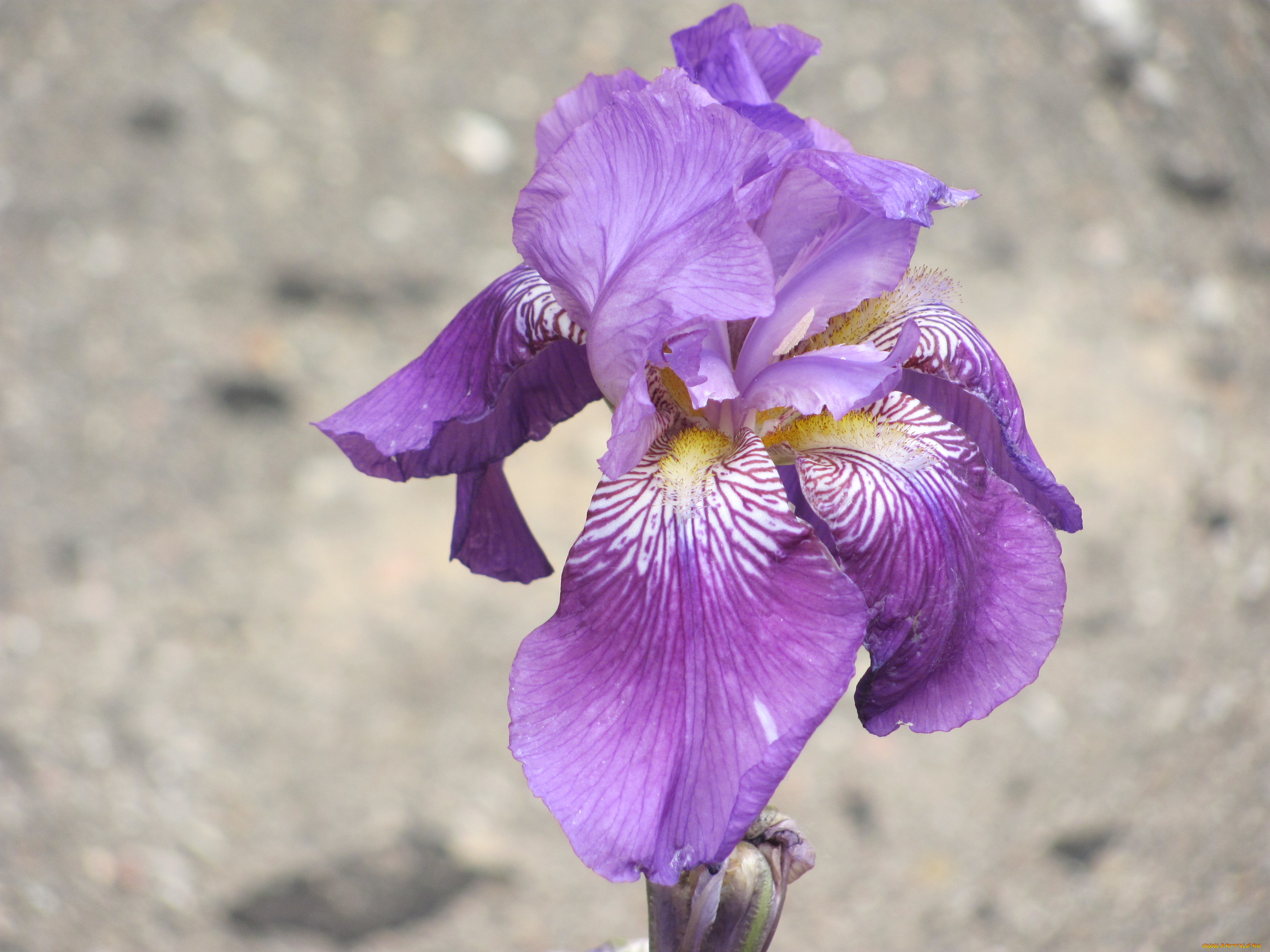 цветы, ирисы, сиреневый