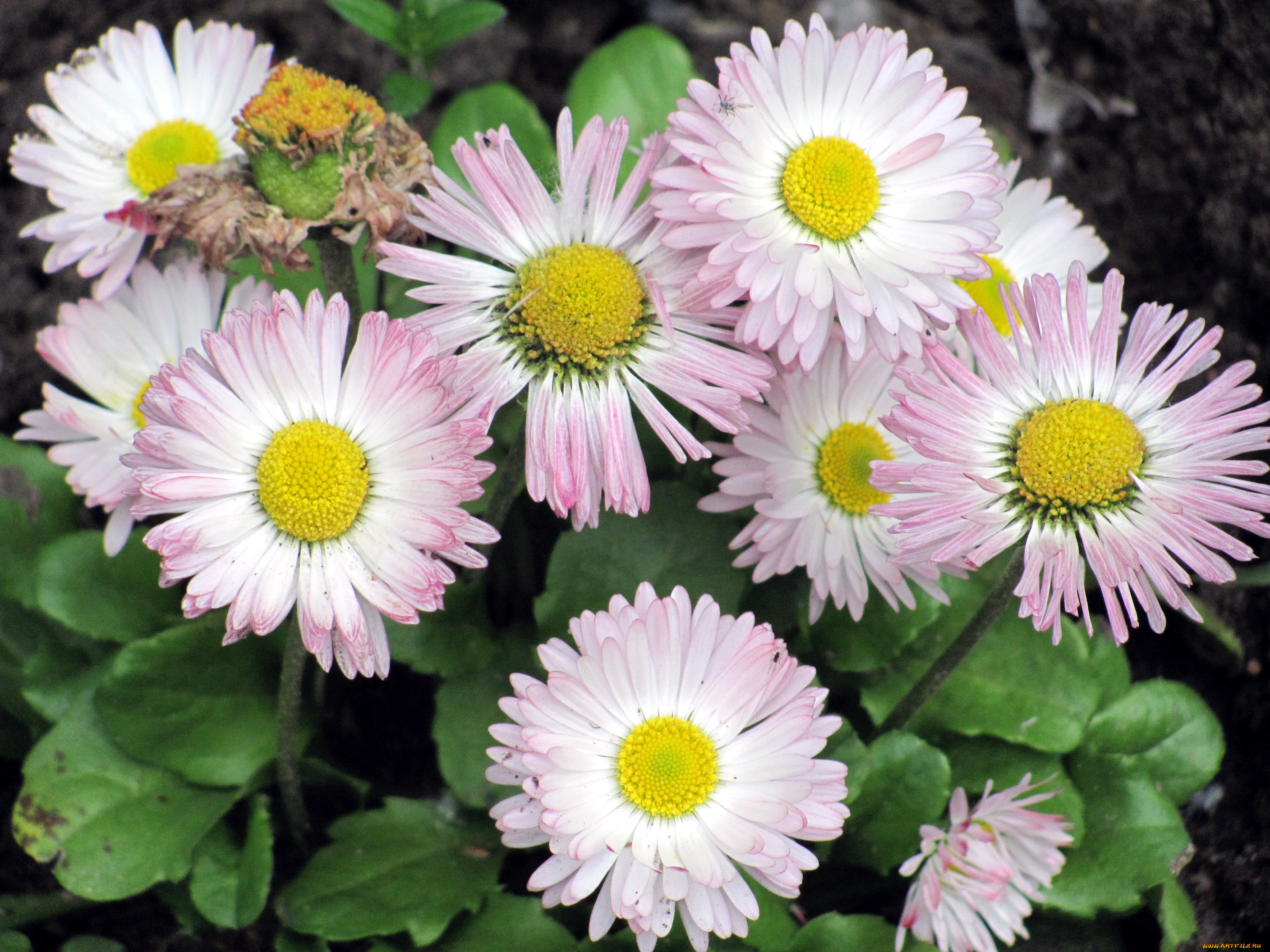цветы, маргаритки, бело-розовый