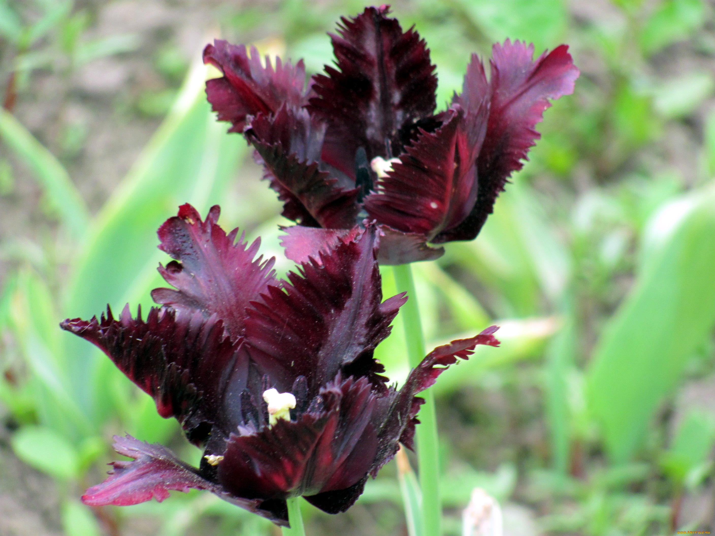 цветы, тюльпаны, махровые