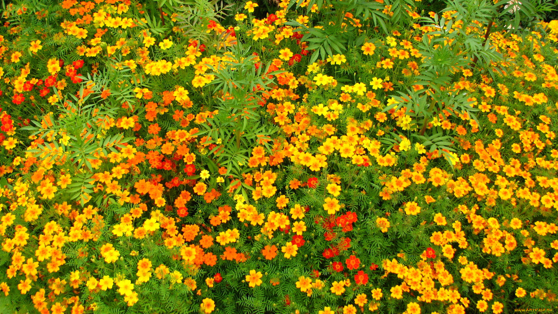цветы, бархатцы, чернобривцы