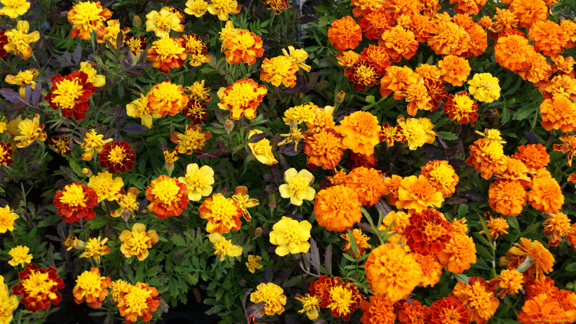 цветы, бархатцы, чернобривцы