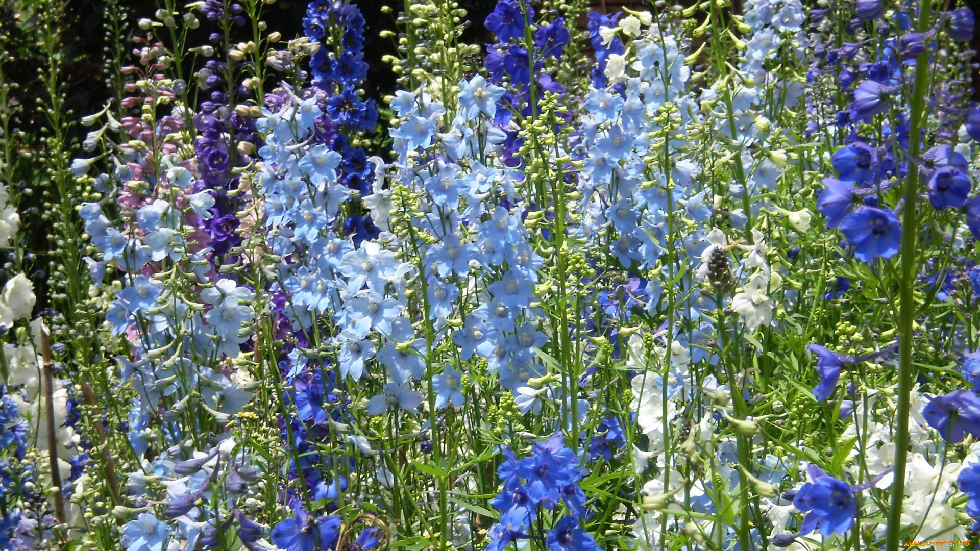 цветы, дельфиниум