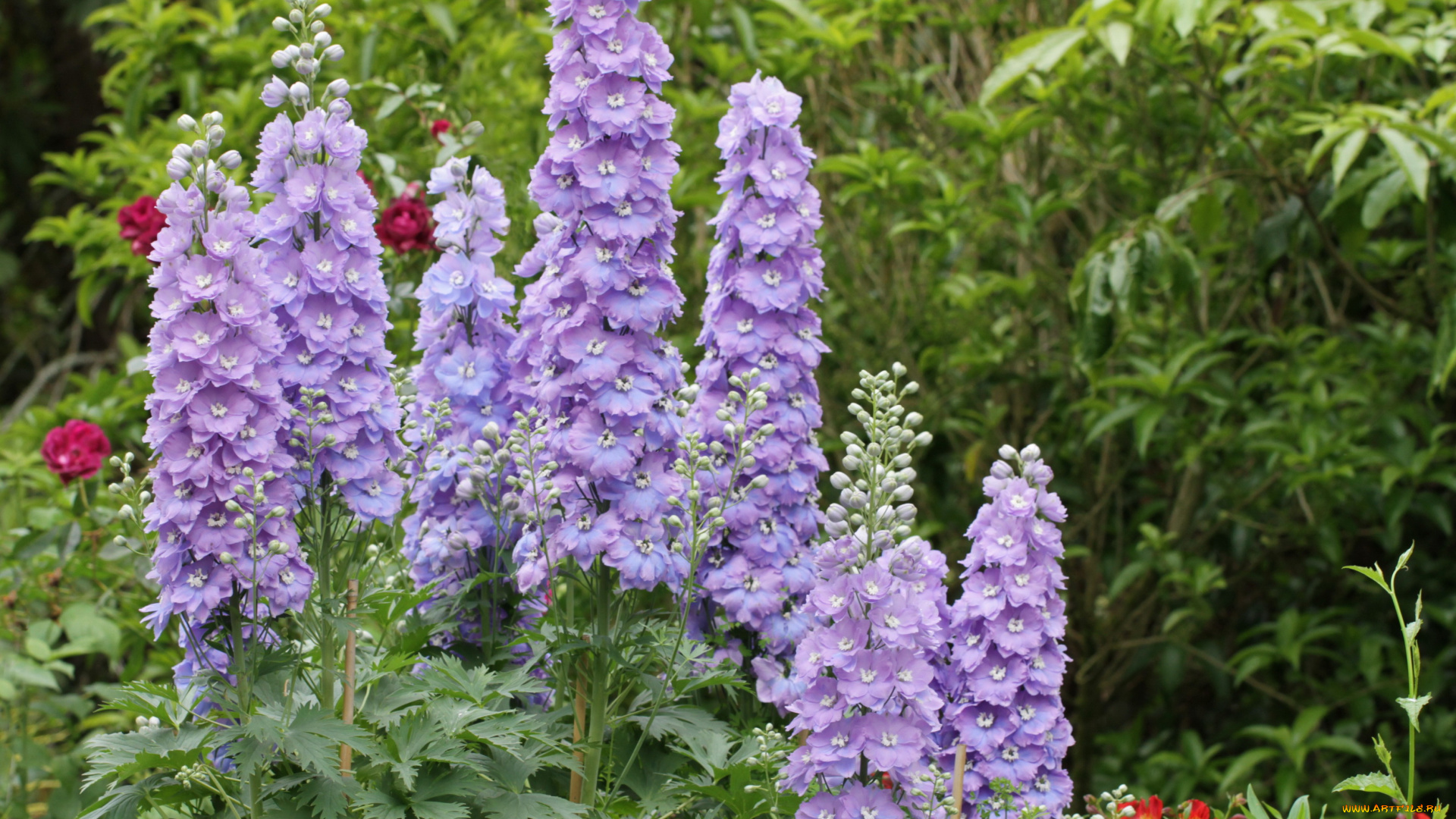цветы, дельфиниум