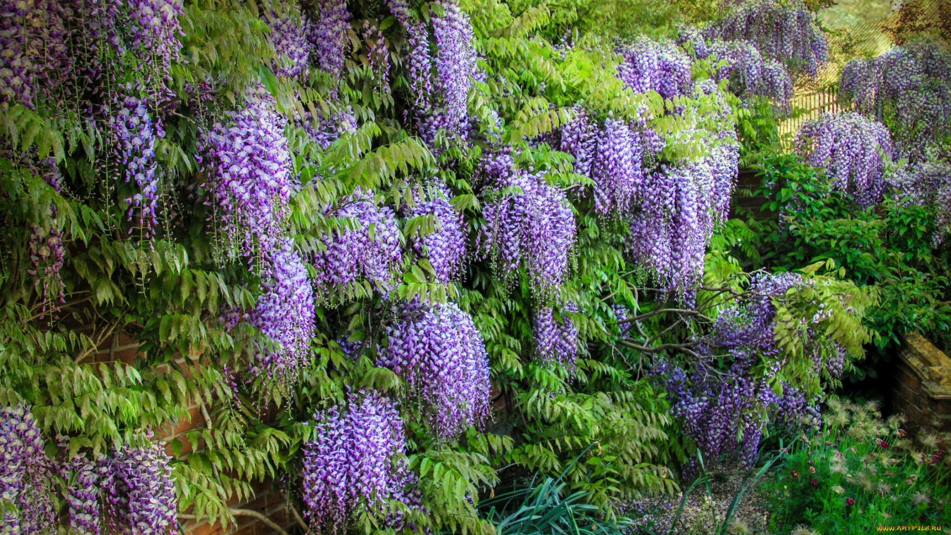 цветы, глициния, гроздья, сиреневый, вистерия