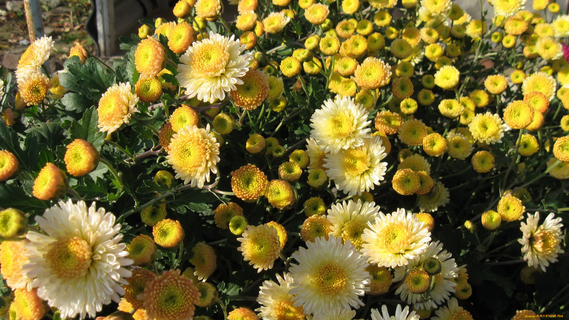 цветы, хризантемы