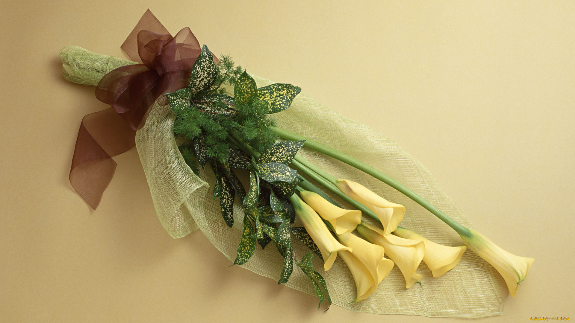 цветы, каллы