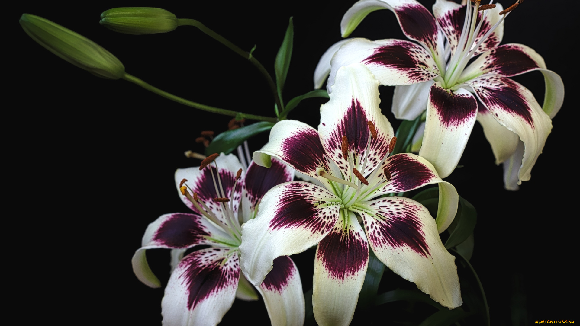 цветы, лилии, лилейники, пестрый