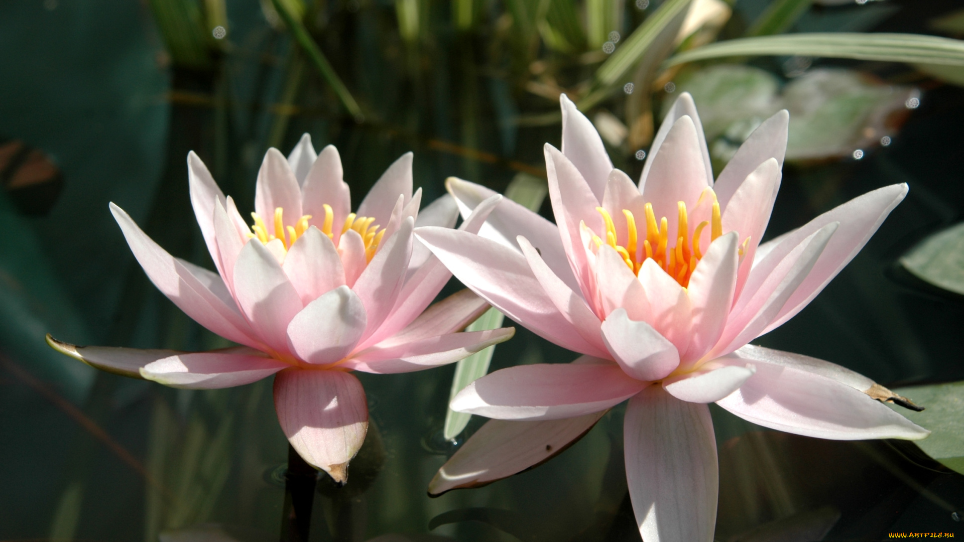 цветы, лилии, водяные, нимфеи, кувшинки, розовый, парочка