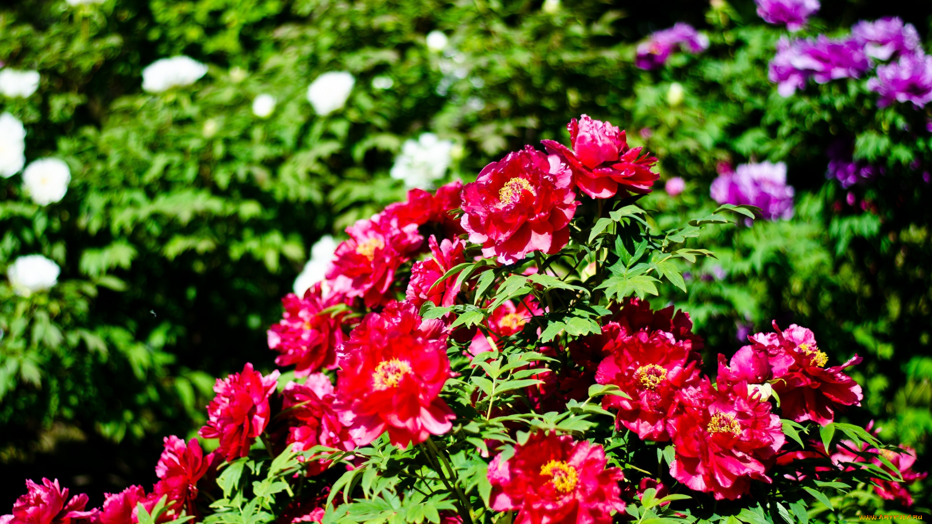 цветы, пионы, куст, яркий, много