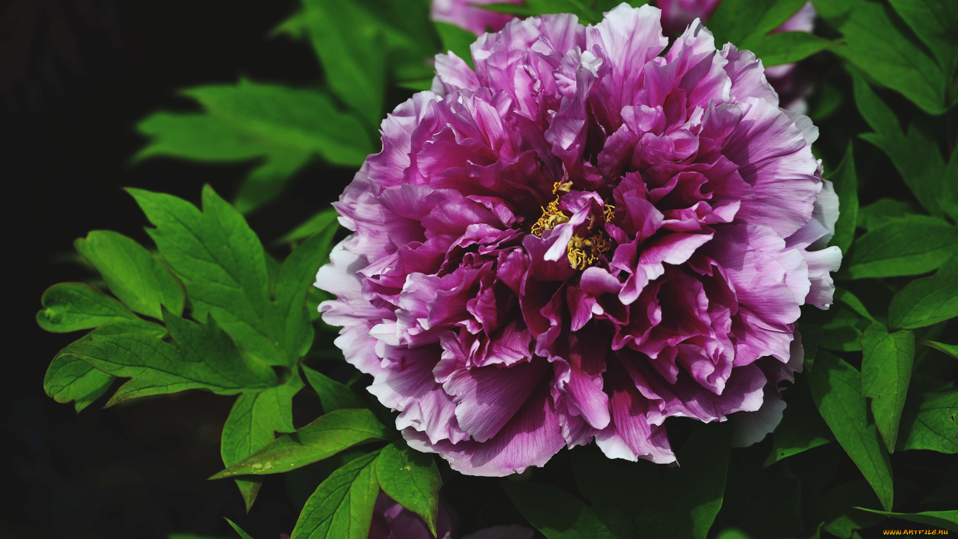 цветы, пионы, пестрый, пышный