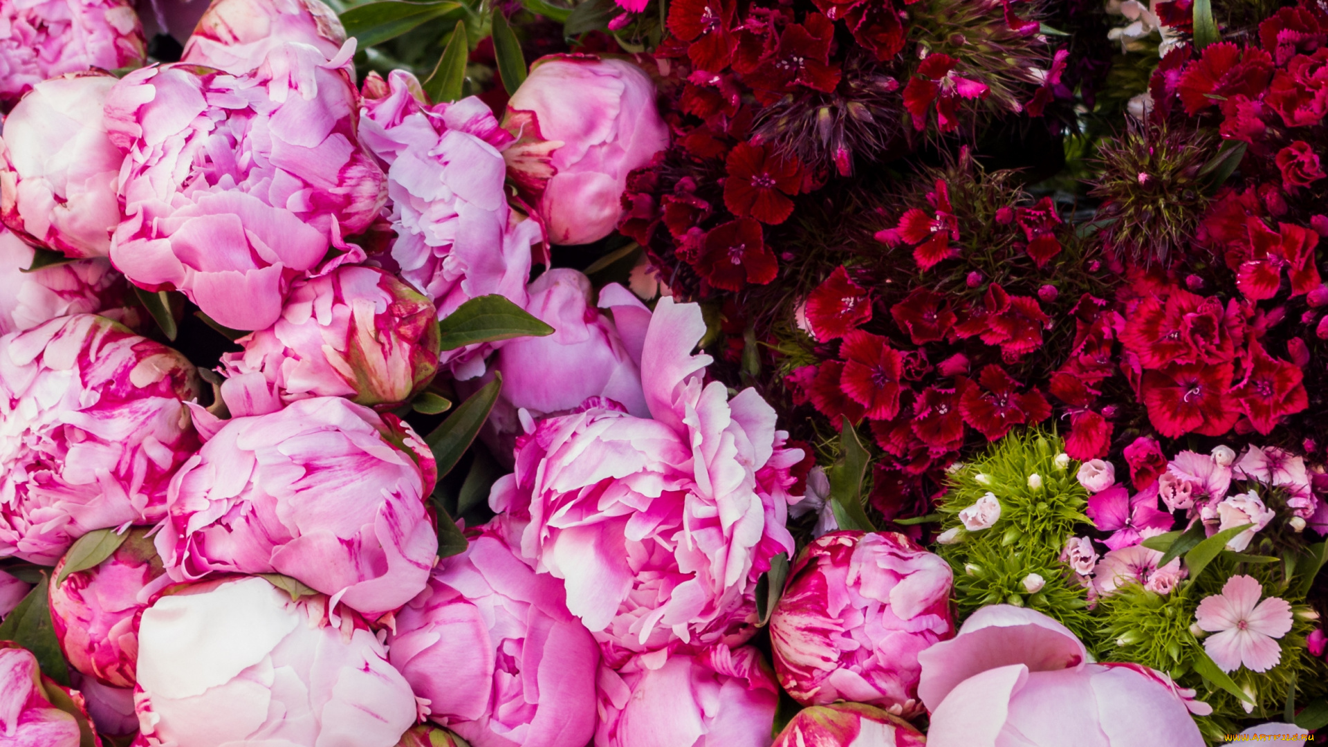 цветы, разные, вместе, пионы, гвоздики