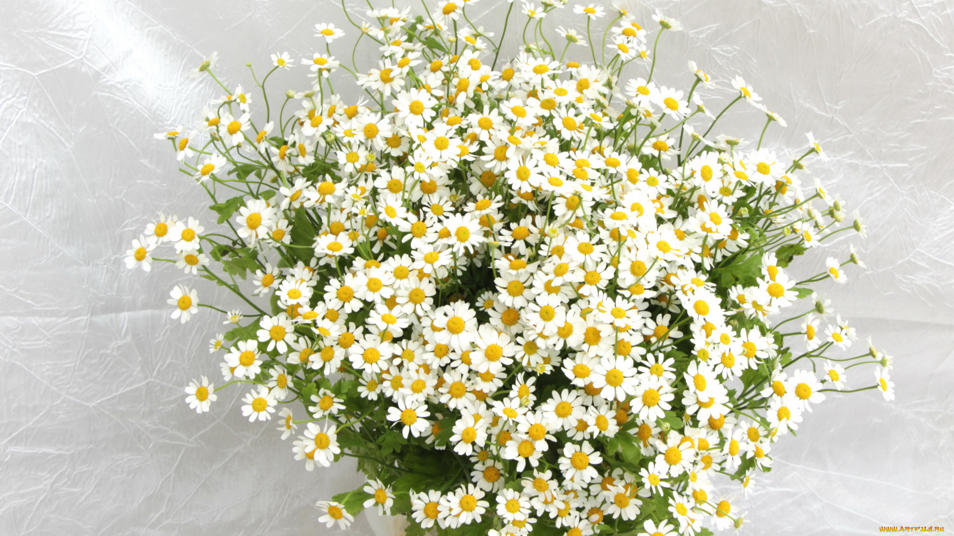цветы, ромашки, букет