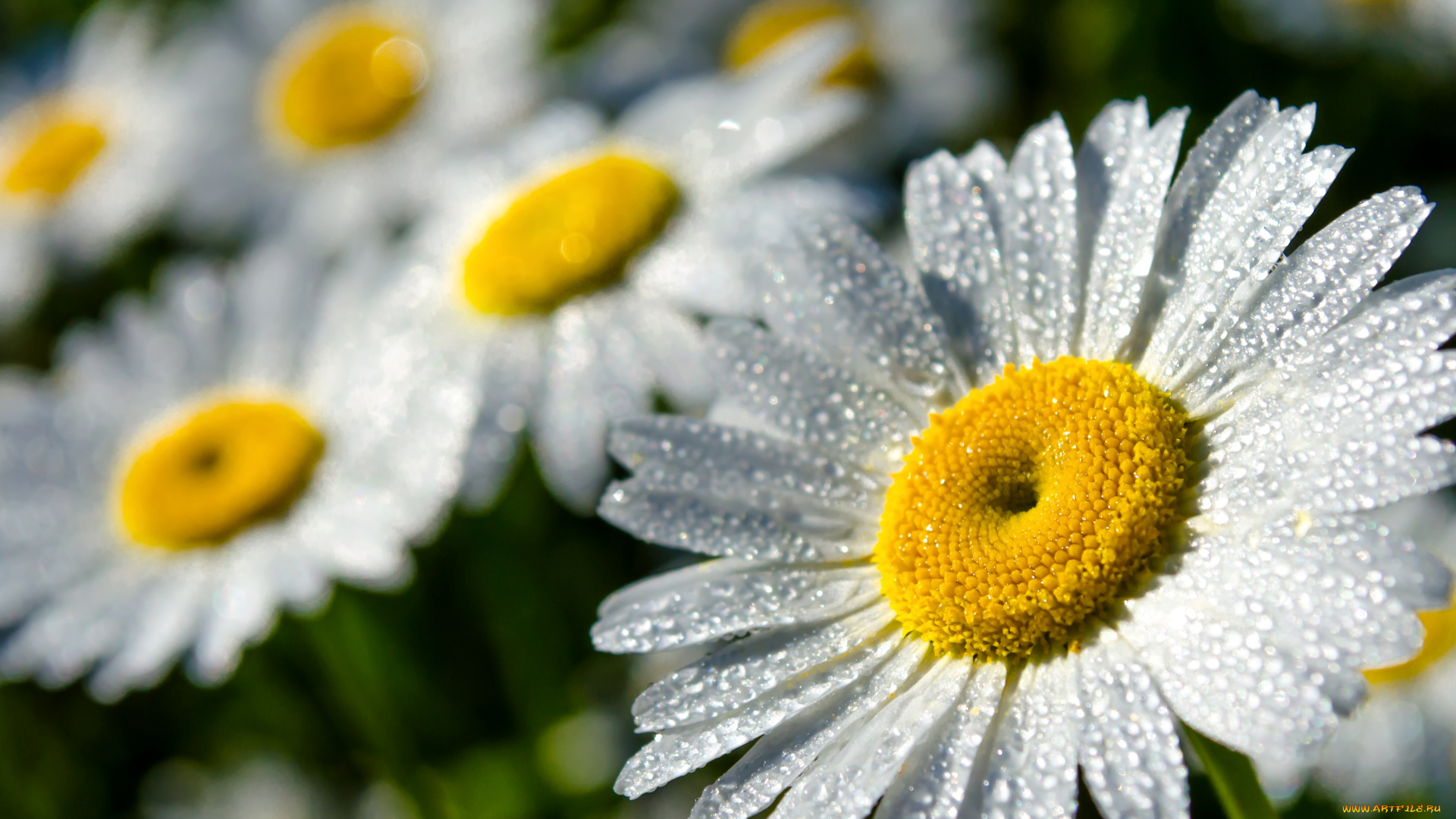 цветы, ромашки, лепестки, роса