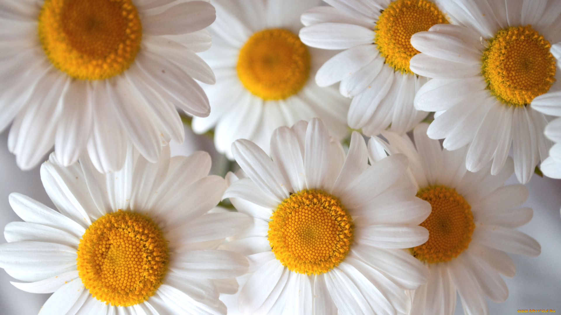 цветы, ромашки, лепестки, серединки