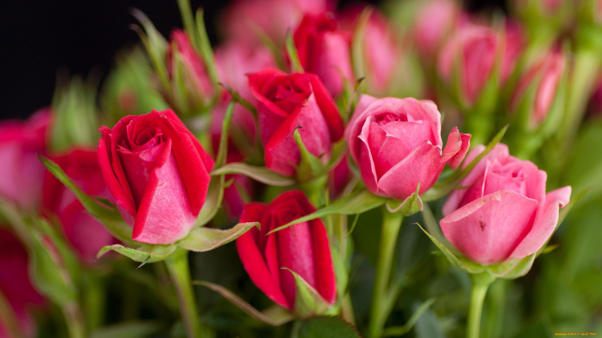 цветы, розы, бутоны, розовый