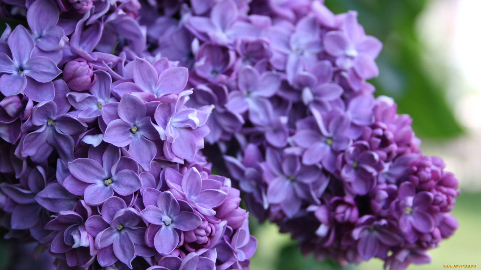 цветы, сирень, гроздья, макро