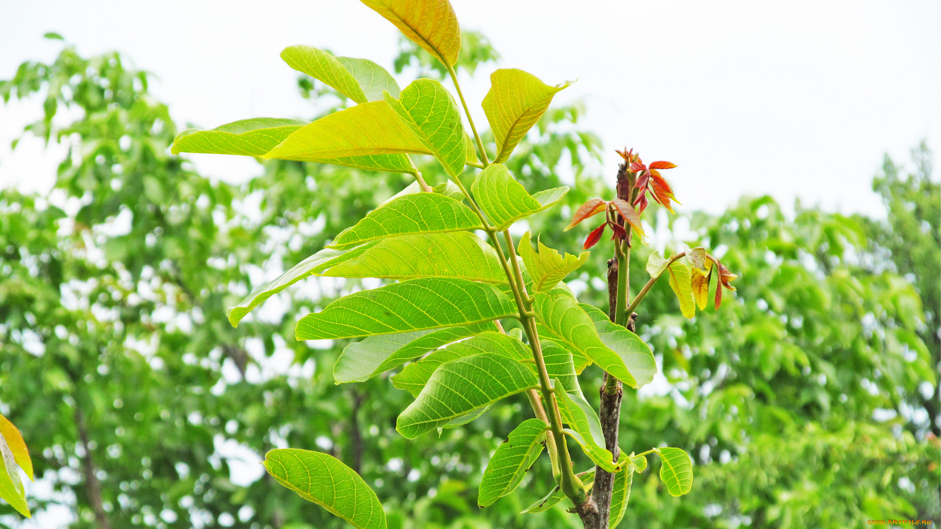 кусты, природа, листья, дерево