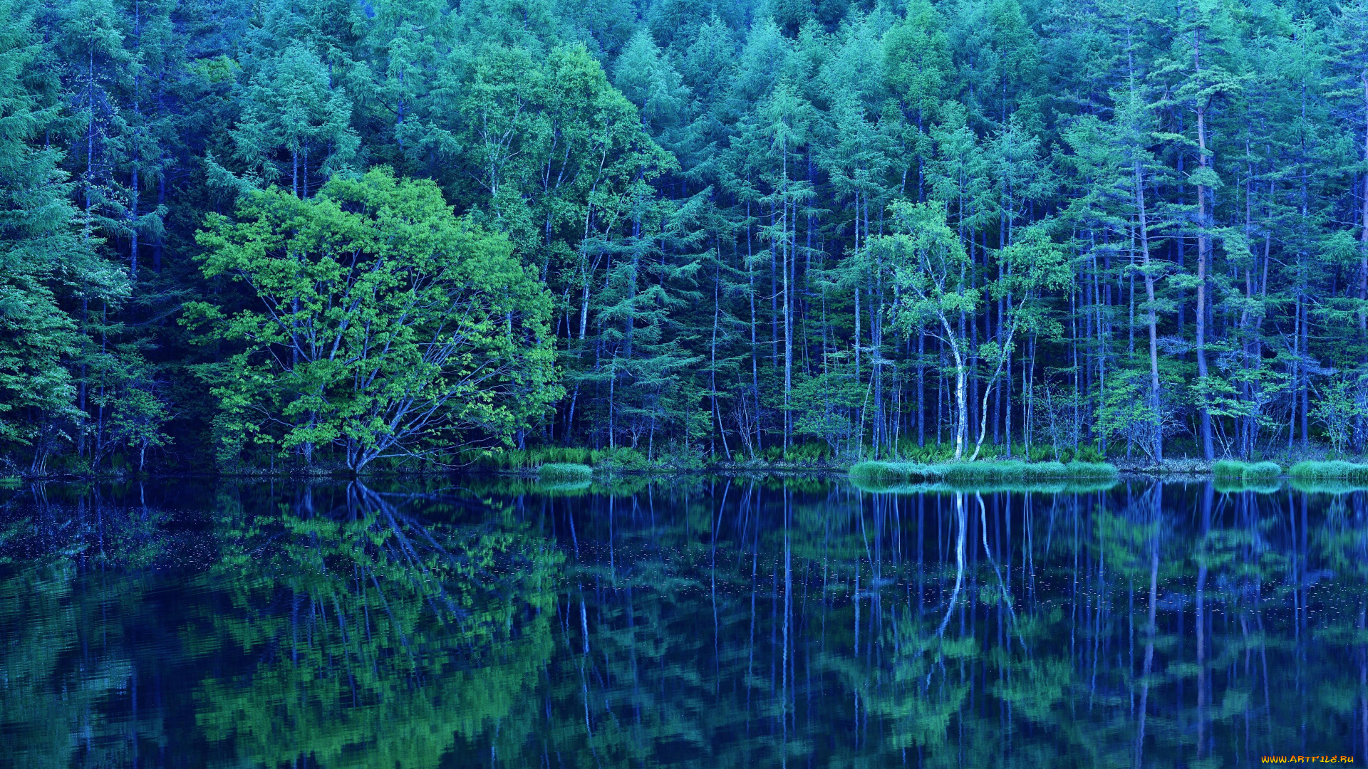 природа, реки, озера, лес, деревья