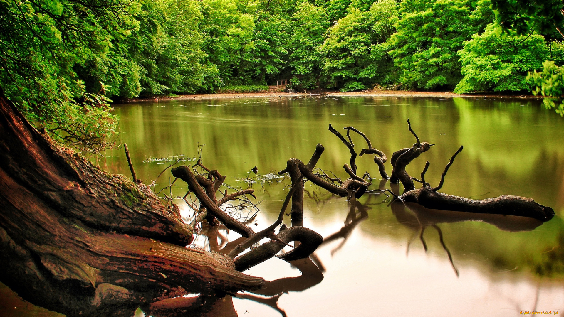 природа, реки, озера, вода, деревья, коряги