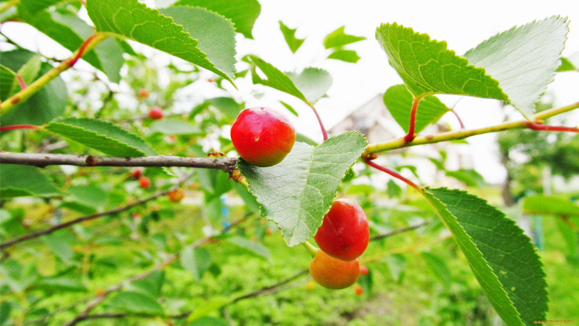 вышни, природа, макро