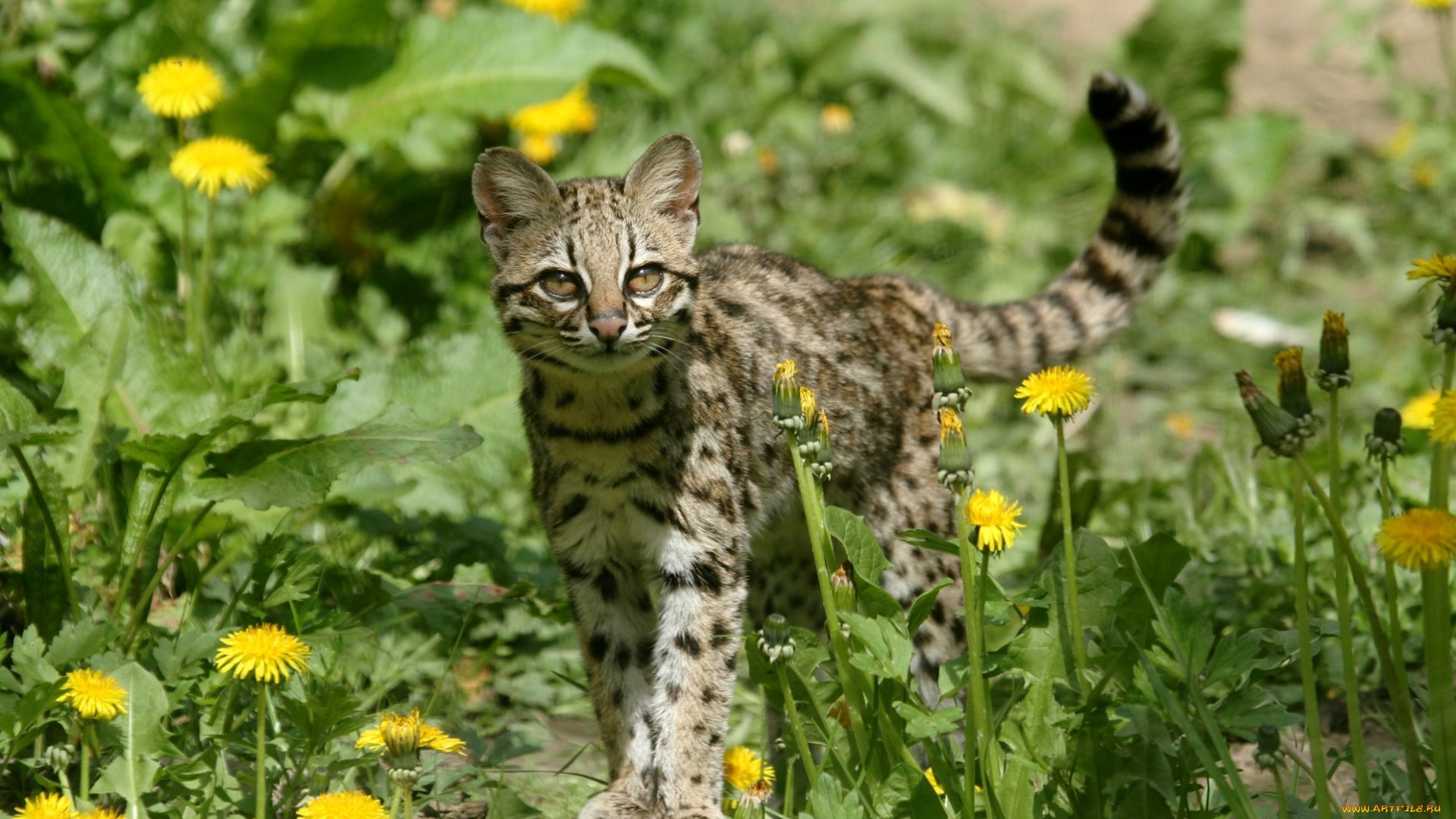 животные, дикие, кошки, марги