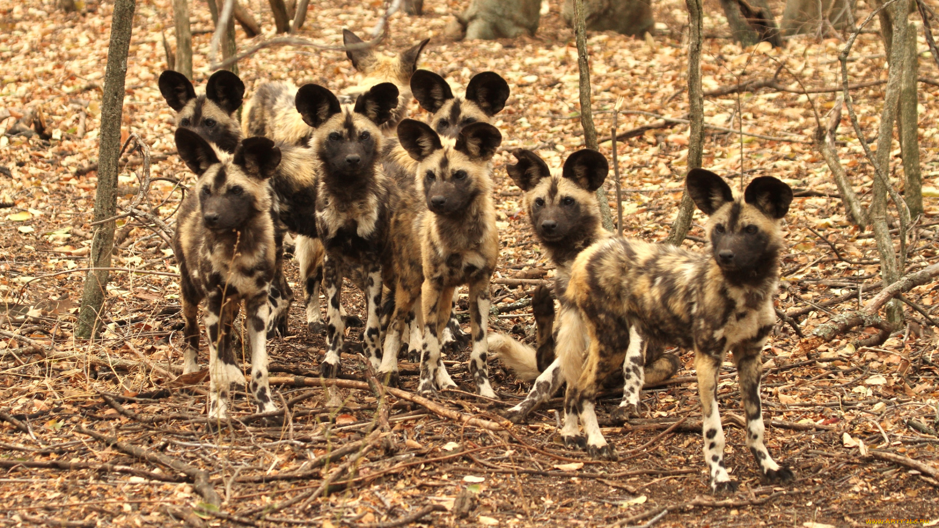 животные, гиены, гиеновые, собаки, стая