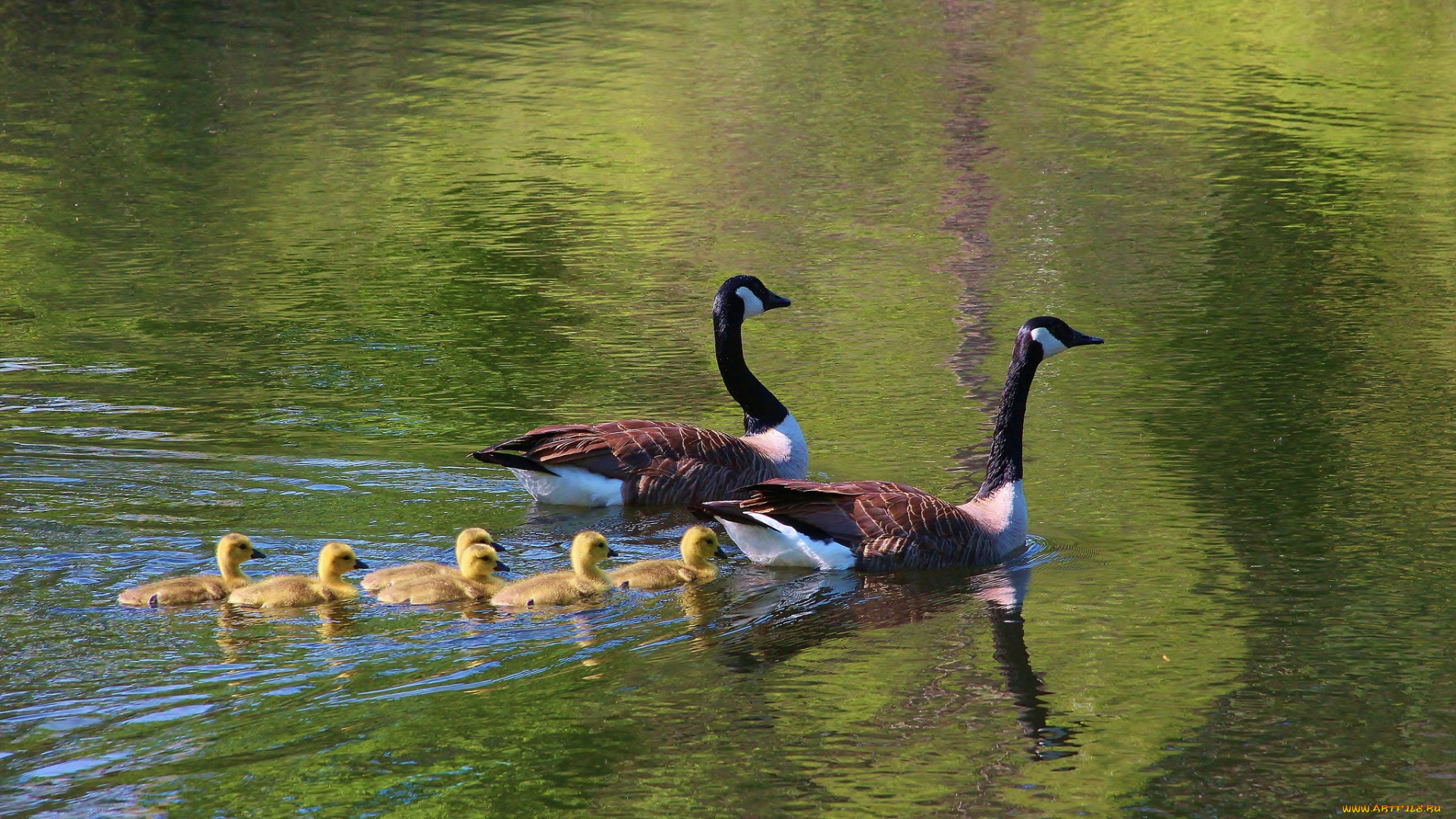 животные, гуси, семья, родители, детки