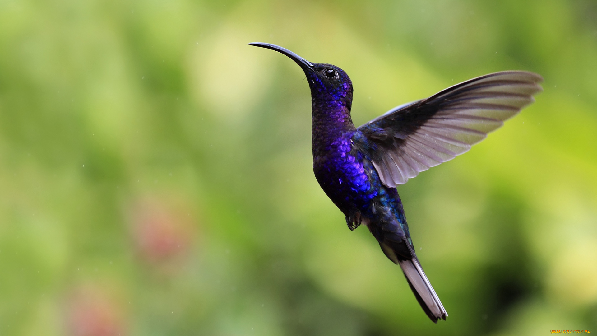 животные, колибри, кроха, полет, крылья