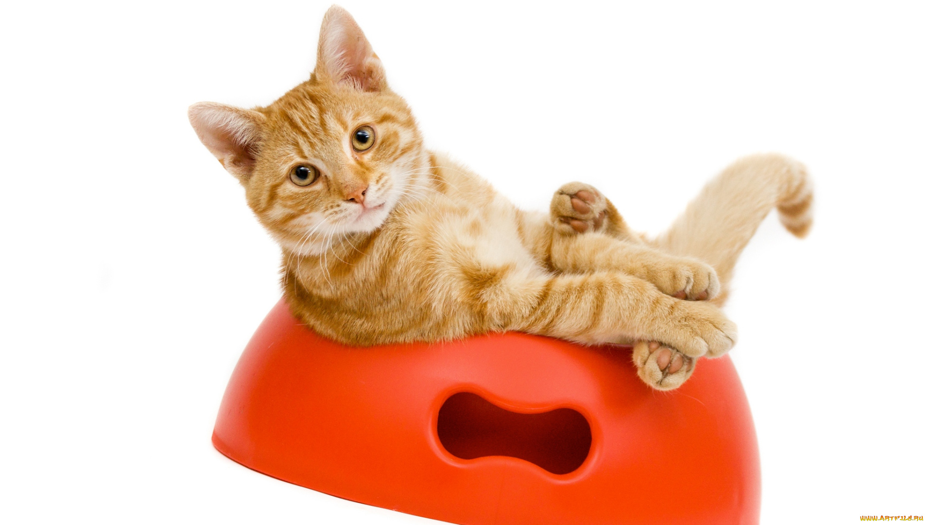 животные, коты, рыжик