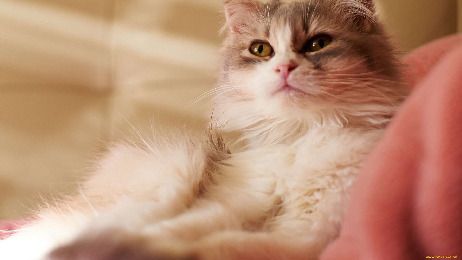 животные, коты, внимание, взгляд, глаза, кошка