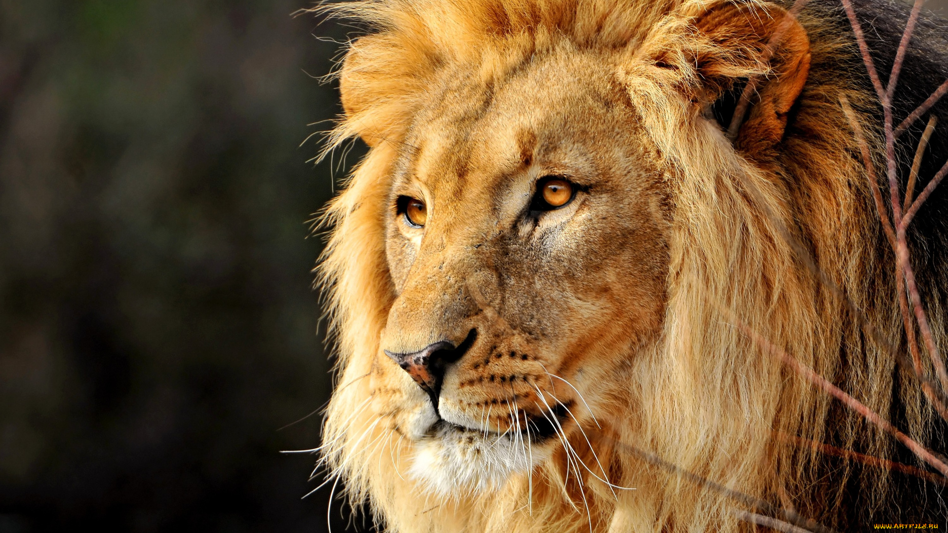 животные, львы, портрет, грива, царь