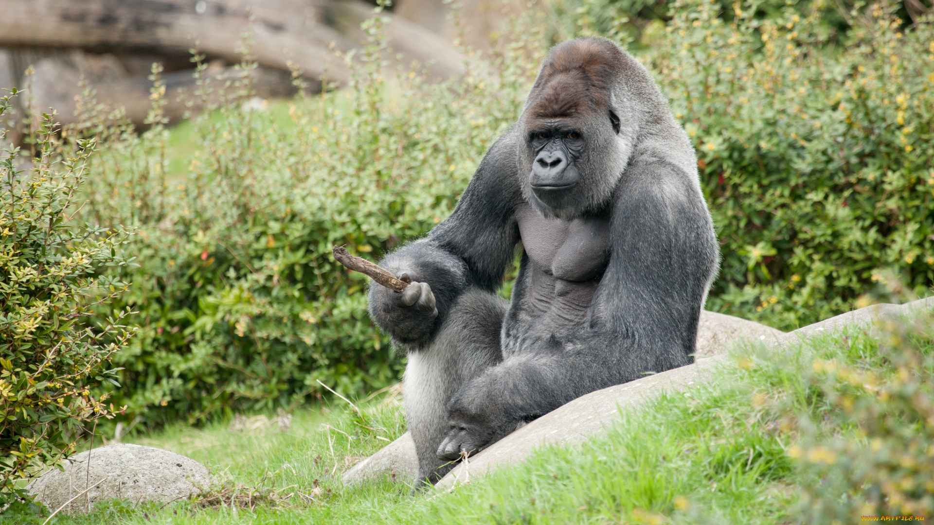 животные, обезьяны, палка, горилла