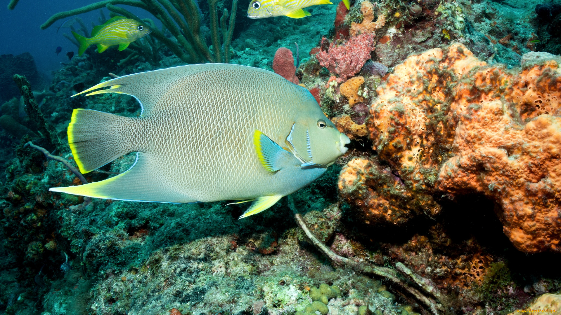 животные, рыбы, плавники, тропики