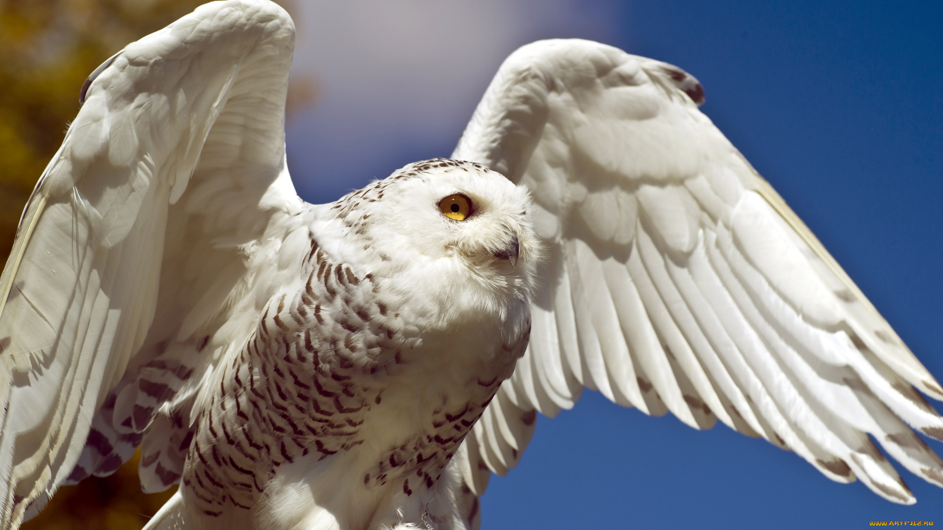 животные, совы, крылья, полярная, сова