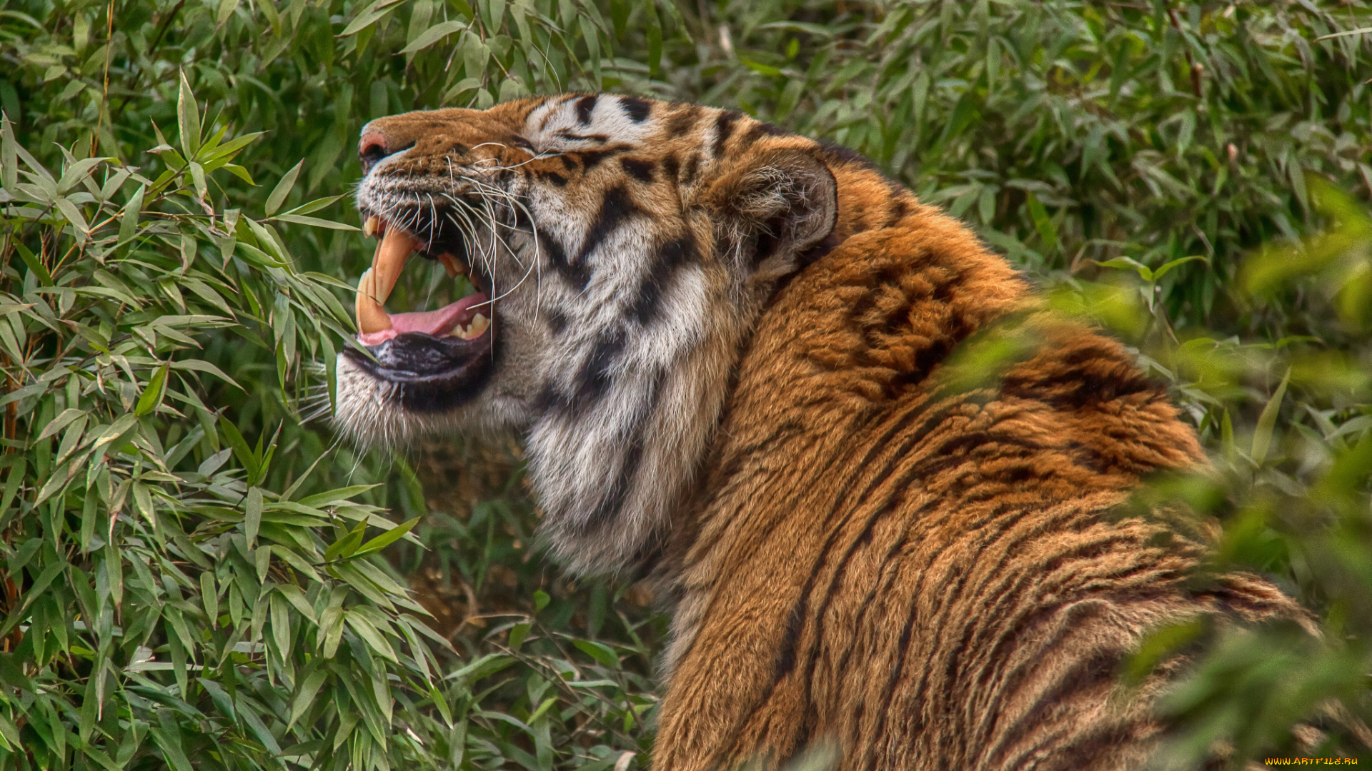животные, тигры, хищник, рык