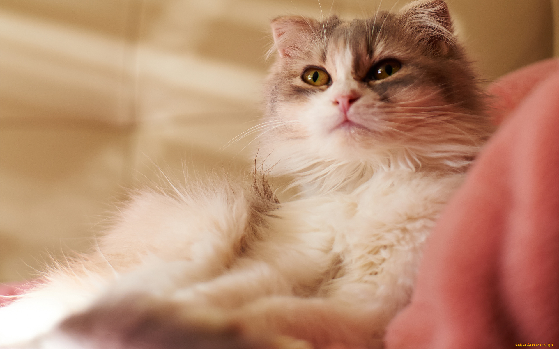 животные, коты, внимание, взгляд, глаза, кошка