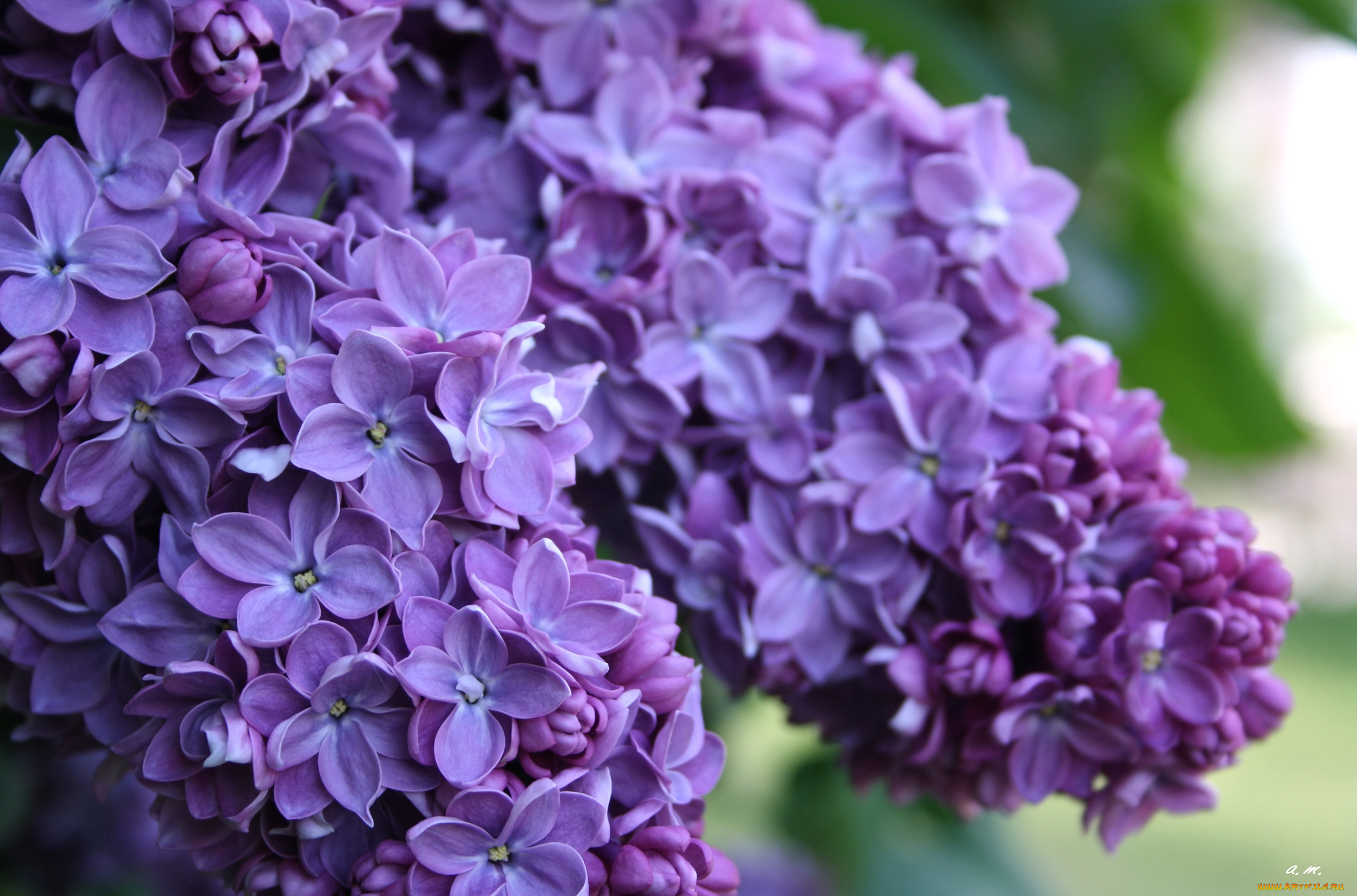 цветы, сирень, гроздья, макро